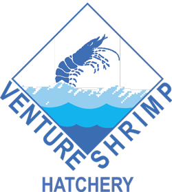 Venture Shrimp 